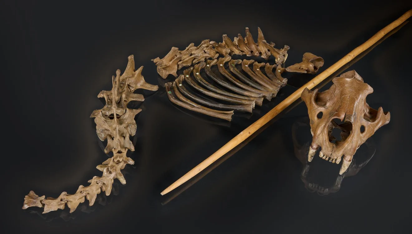 Scheletul leului de peșteră descoperit în peștera Siegsdorf (© uni-tuebingen.de) 