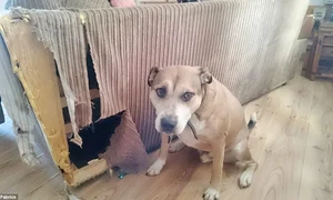 Hai că i ruptă  un pic la spate,  nu se vede! jpeg