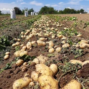 Cartofii de Lungulețu. FOTO Piața De Gross Lungulețu / Facebook
