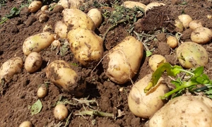 Cartofii de Lungulețu. FOTO Piața De Gross Lungulețu / Facebook