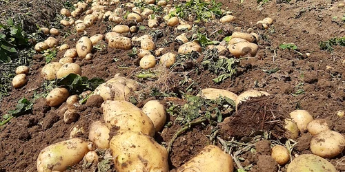 Cartofii de Lungulețu. FOTO Piața De Gross Lungulețu / Facebook