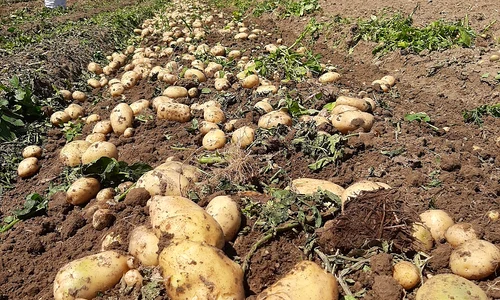 Cartofii de Lungulețu. FOTO Piața De Gross Lungulețu / Facebook