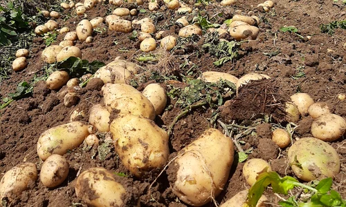 Cartofii de Lungulețu. FOTO Piața De Gross Lungulețu / Facebook