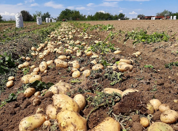 Cartofii nu mai asigură profitul de altădată FOTo: Facebook/Piața Lungulețu 