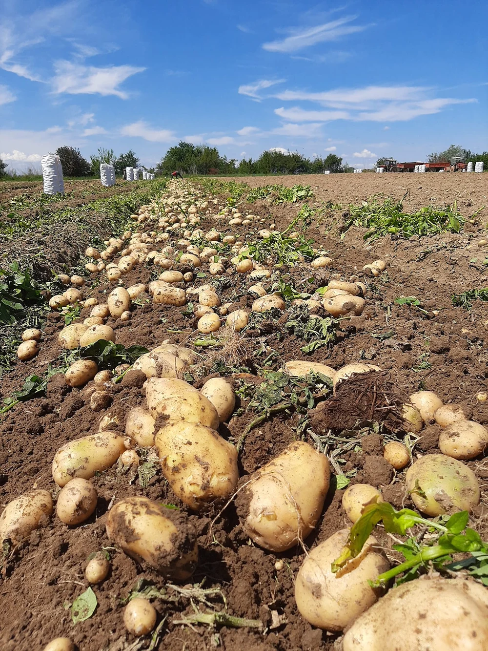 Fermierii cer ca valoarea sprijinului pentru legume și cartof să țină pasul cu scumpirile: „Nu vor să devină asistați social”