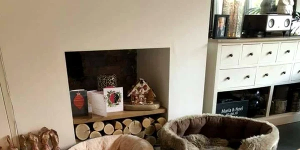 cainele tarat dupa caruta a fost adoptat in anglia
