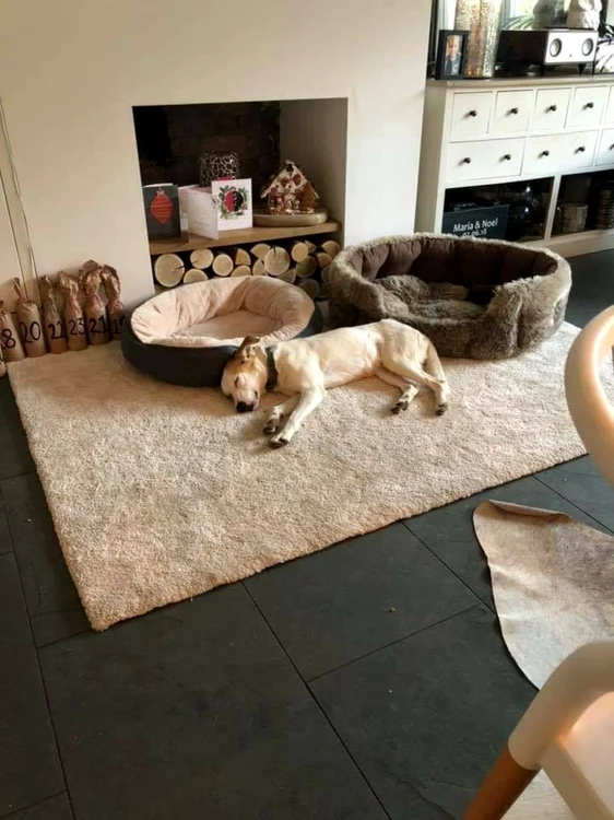 cainele tarat dupa caruta a fost adoptat in anglia