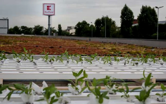 gradina urbana kaufland