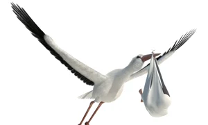 barză care aduce copii  sursa   Shutterstock jpg