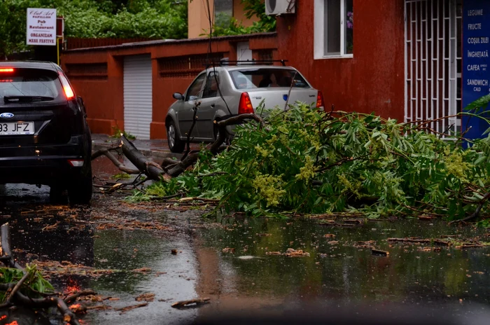 Aproape 80 de copaci au căzut din cauza vântului puternic FOTO Adevărul