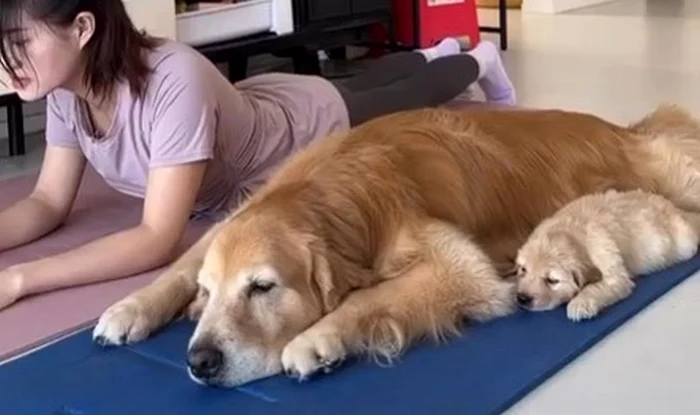 Patrupedul realizează, cot la cot cu stăpâna lui, mişcări incredibile /Foto: Captură video Instagram