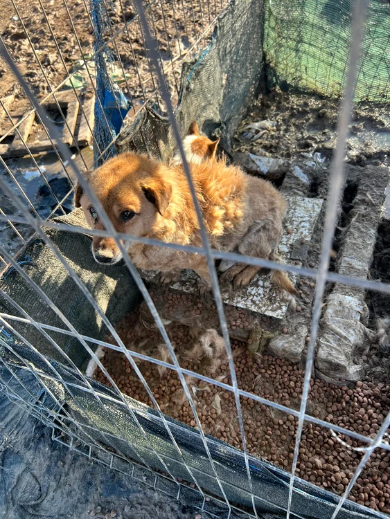 Aproximativ 170 de animale erau îngrijite în condiții improprii FOTO: IPJ Dolj