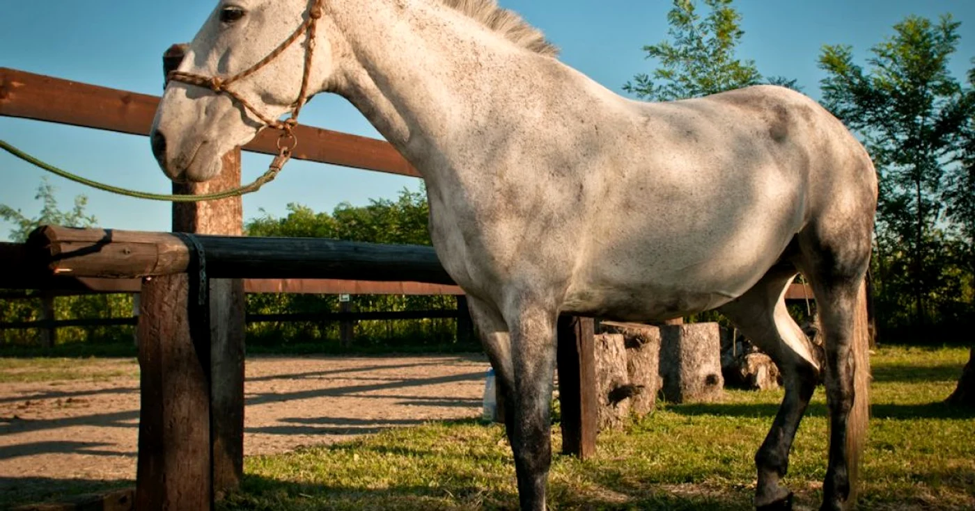 Sunt oameni care au rămas fără cai din anul 2006 şi care nu au fost despăgubiţi niciodată FOTO arhivă