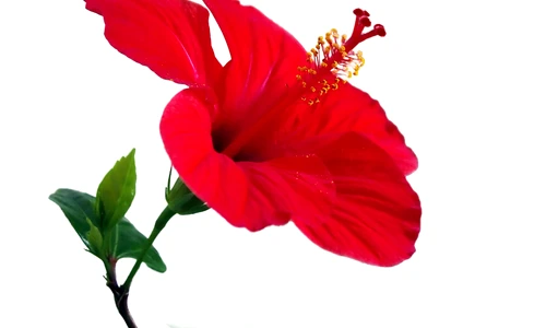 1 53842 original jpg jpeg