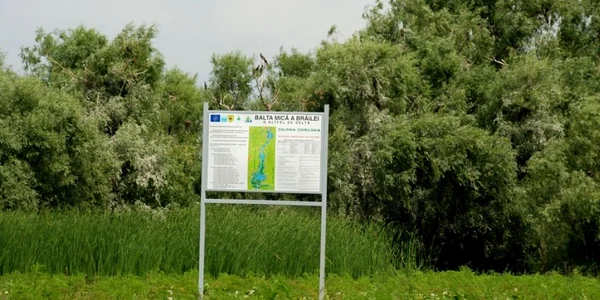 balta mica