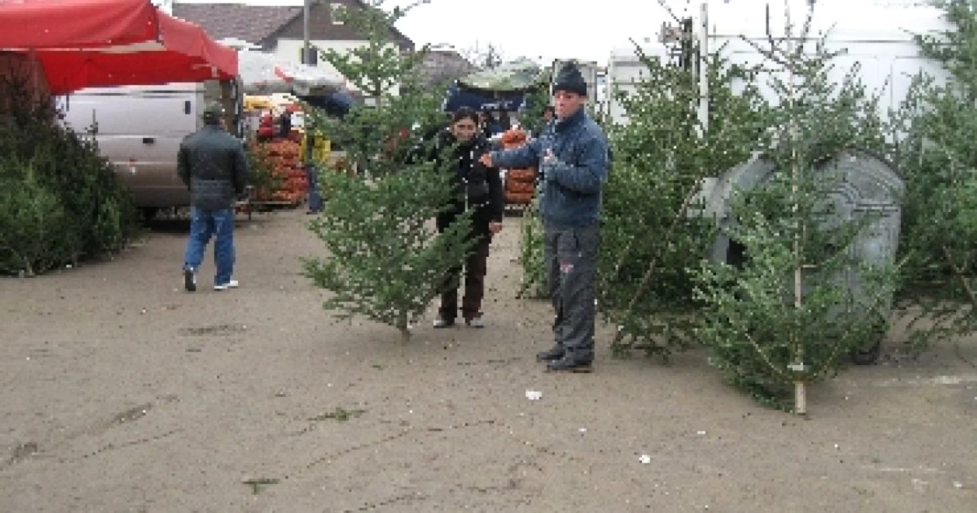 Poliţiştii au confiscat 247 de brazi foto Arhivă
