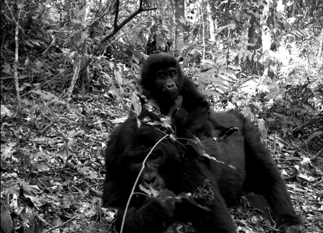 Animale fotografiate în sălbăticie (Foto: AP)