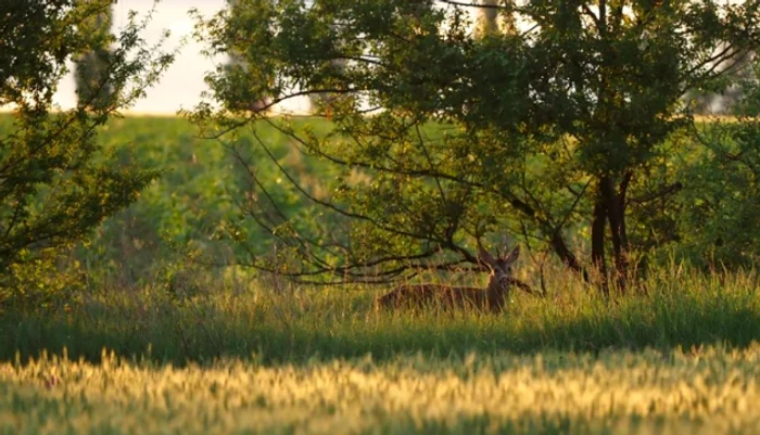 Pui de căprioară salvat dintr-o gură de canal din pădurea Corbeanca Sursa Facebook ARCA