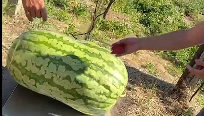 Pepene de 74 de kilograme în Republica Moldova/sursa foto: social media
