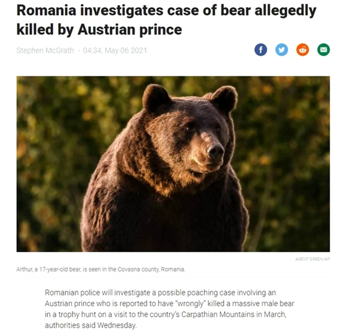 Ursul Arthur trăia în inima pădurii și nu era obișnuit cu prezența oamenilorSursa foto: Agent Green