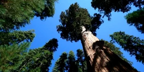 cei mai inalti copaci din lume sequoia