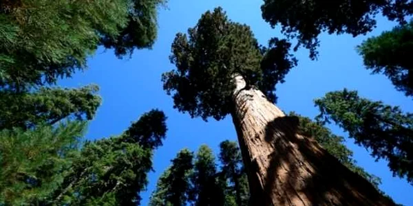 cei mai inalti copaci din lume sequoia