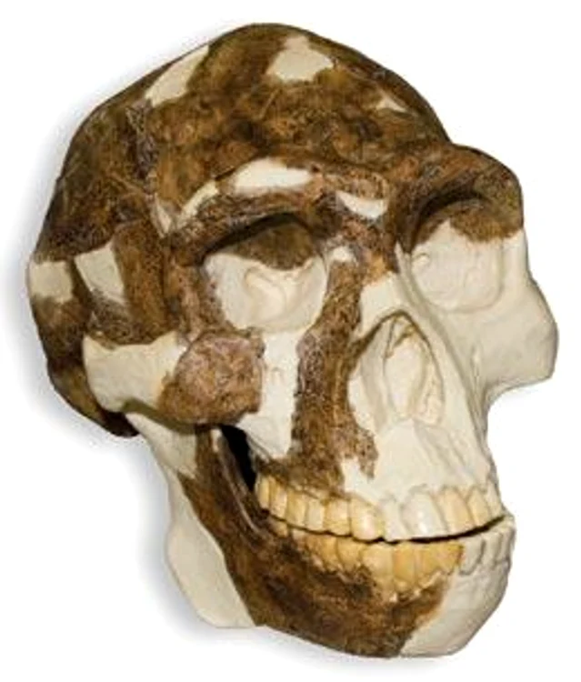 peking man top 10 historical finds jpg jpeg