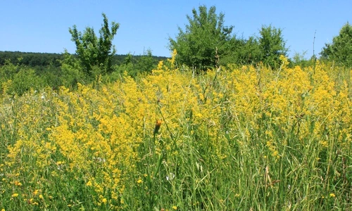 1 70258 original jpg jpeg