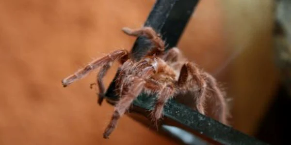 O pereche de tarantule face între 1.000 şi 2.000 de pui