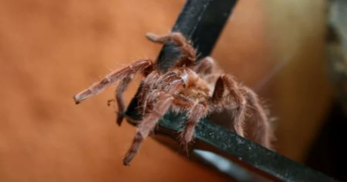 O pereche de tarantule face între 1.000 şi 2.000 de pui