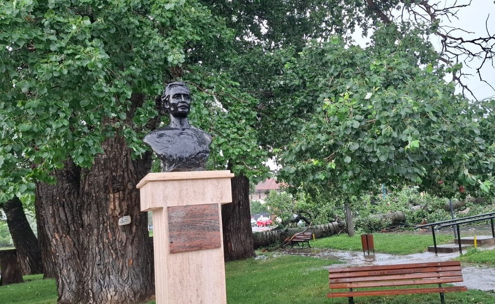 „Plopii cu soț”. Unul dintre copacii care l-au inspirat pe Eminescu s-a prăbușit la Iași din cauza vântului puternic 