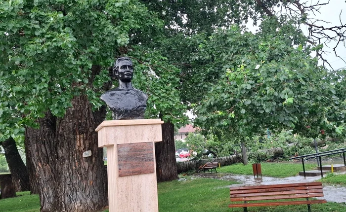 „Plopii cu soț”. Unul dintre copacii care l-au inspirat pe Eminescu, s-a prăbușit în Iași din cauza vântului puternic