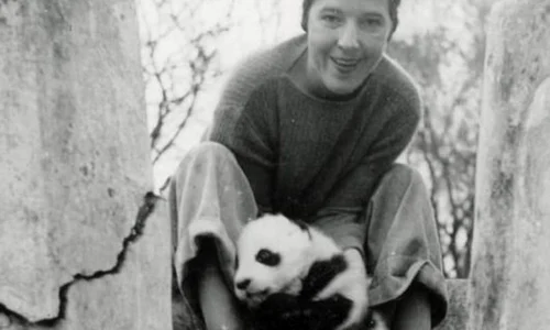 Frumoasa călătorie a urşilor panda în afara graniţelor Chinei jpeg