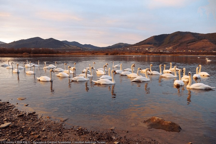 Stol de lebede răpus de gripa aviară pe lacul Bâtca Doamnei din apropiere de Piatra Neamţ 