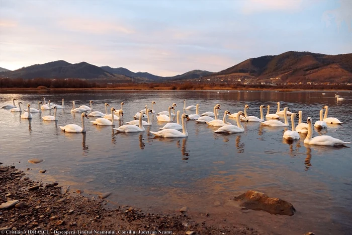 De ani și ani, lebedele iernează pe lacul Bâtca Doamnei FOTO Cristian Vidrașcu - CJ Neamț