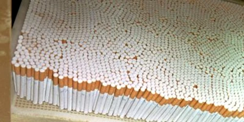 Ţigările au fost confiscate de inspectori în vederea continuării cercetărilor