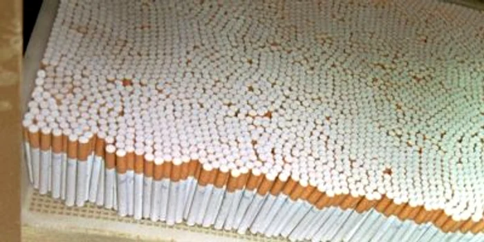 Ţigările au fost confiscate de inspectori în vederea continuării cercetărilor
