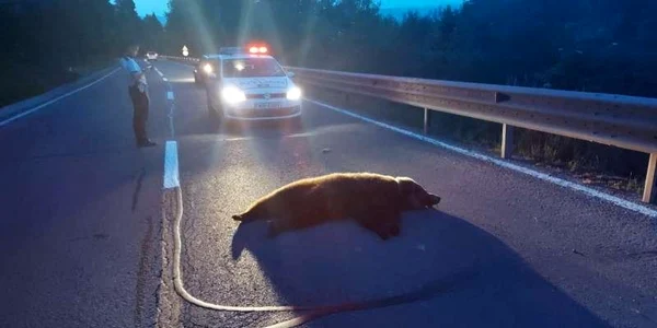Urs omorat de o masina in Harghita foto IPj
