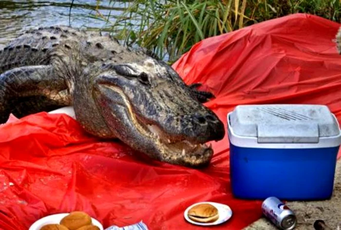 Aligatorii sunt printre cele mai periculoase animale de pe planetă