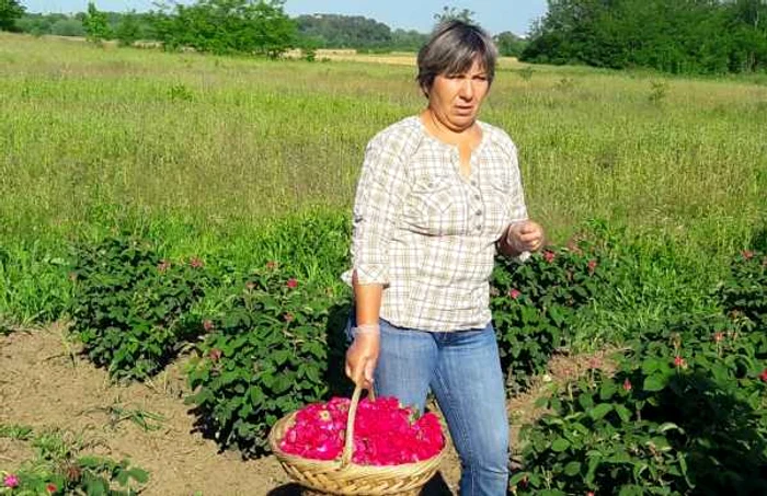 afacerea cu trandafiri slatina