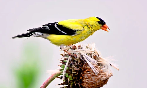 1 48414 original jpg jpeg