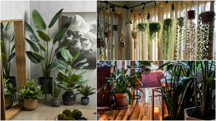 Unele plante atrag ghinionul și sărăcia, nu le ține acasă. Foto: Click