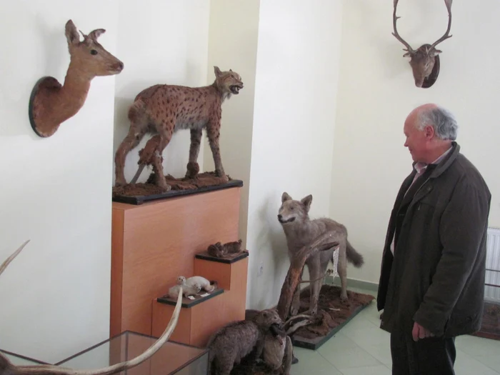 Animale împăiate pe vremea Austro-Ungariei FOTO Ştefan Both