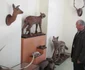 Animale împăiate pe vremea Austro-Ungariei FOTO Ştefan Both