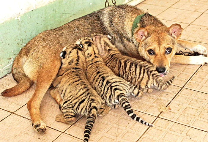 Tigrişorii adoptaţi de căţea (fotografii: guliver/rex features)