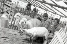 Stână tradițională românească (© Muzeul de Etnografie Brașov)