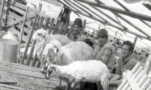 Stână tradițională românească (© Muzeul de Etnografie Brașov)