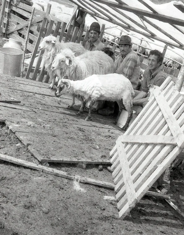 Stână tradițională românească (© Muzeul de Etnografie Brașov)
