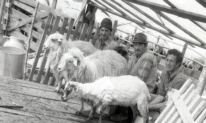 Stână tradițională românească (© Muzeul de Etnografie Brașov)