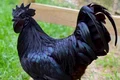 ayam cemani BUIN jpg